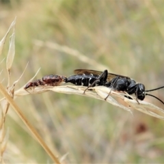 Tiphiidae (family) (Unidentified Smooth flower wasp) at Aranda Bushland - 12 Feb 2022 by CathB