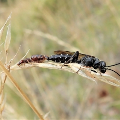 Tiphiidae (family) (Unidentified Smooth flower wasp) at Aranda Bushland - 12 Feb 2022 by CathB