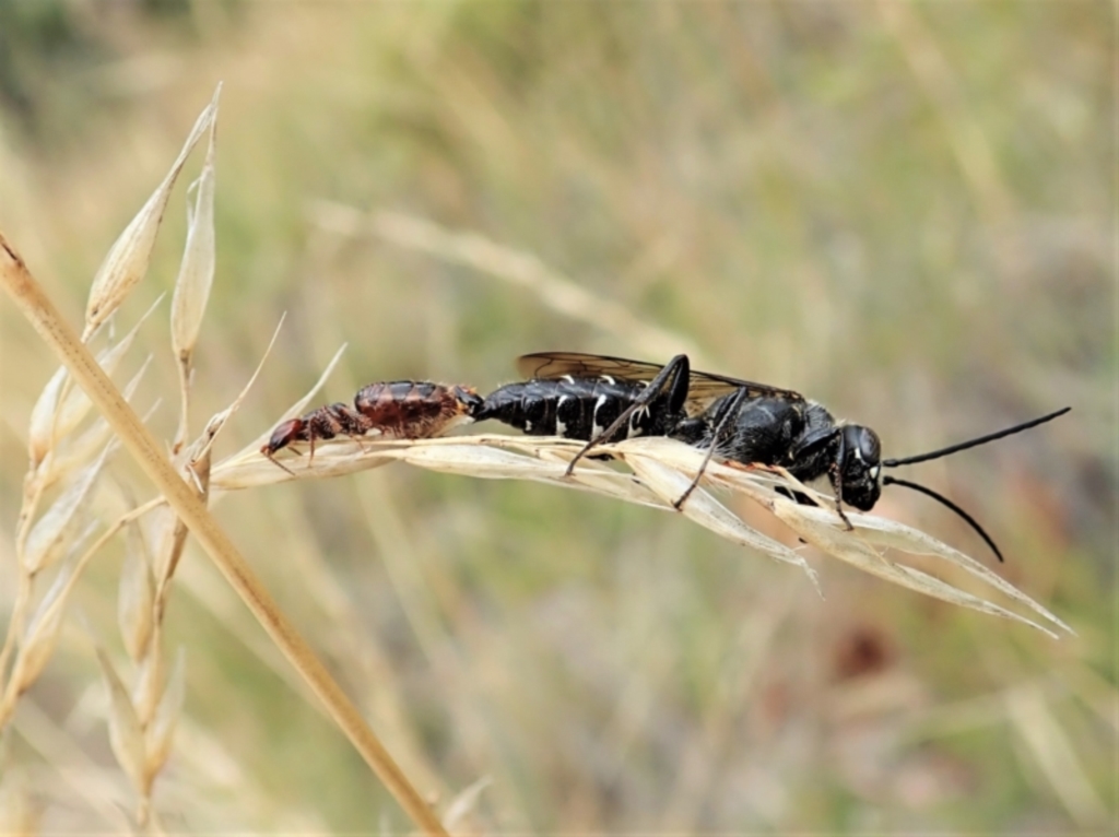 Tiphiidae sp. (family) at Cook, ACT - 13 Feb 2022