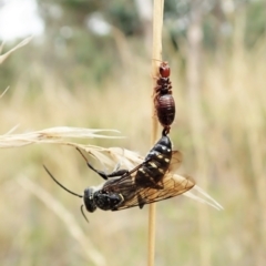 Tiphiidae (family) at Cook, ACT - 13 Feb 2022 09:51 AM