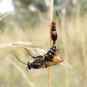 Tiphiidae (family) at Cook, ACT - 13 Feb 2022