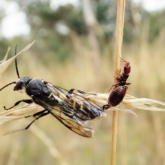 Tiphiidae (family) at Cook, ACT - 13 Feb 2022