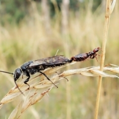 Tiphiidae (family) at Cook, ACT - 13 Feb 2022