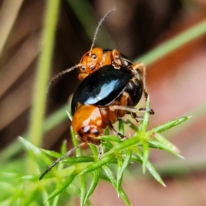 Ellopidia sp. (genus) at Cotter River, ACT - 7 Feb 2022