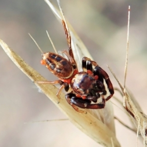 Opisthoncus sexmaculatus at Aranda, ACT - 14 Feb 2022 10:27 AM