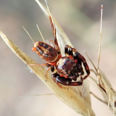 Opisthoncus sexmaculatus (Six-marked jumping spider) at Aranda, ACT - 13 Feb 2022 by CathB