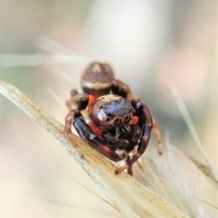 Opisthoncus sexmaculatus at Aranda, ACT - 14 Feb 2022 10:27 AM