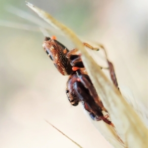 Opisthoncus sexmaculatus at Aranda, ACT - 14 Feb 2022