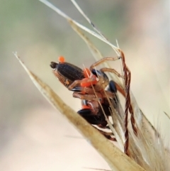 Opisthoncus sexmaculatus at Aranda, ACT - 14 Feb 2022 10:27 AM