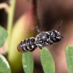 Megachile sp. (several subgenera) (Resin Bees) at Acton, ACT - 14 Feb 2022 by Roger