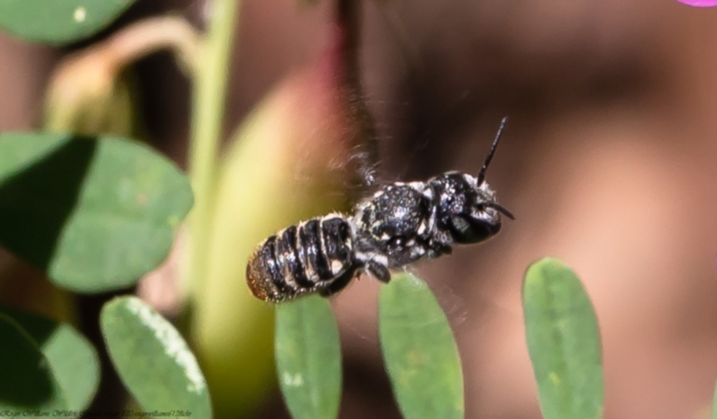 Megachile sp. (several subgenera) at Acton, ACT - 14 Feb 2022