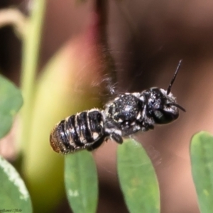 Megachile sp. (several subgenera) at Acton, ACT - 14 Feb 2022