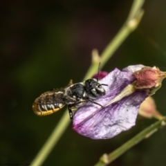 Megachile sp. (several subgenera) (Resin Bees) at Acton, ACT - 14 Feb 2022 by Roger