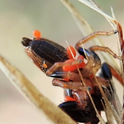 Acari (informal subclass) (Unidentified mite) at Aranda, ACT - 14 Feb 2022 by CathB