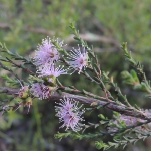 Kunzea parvifolia at Tennent, ACT - 9 Nov 2021 05:23 PM