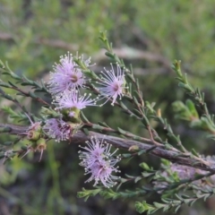 Kunzea parvifolia (Violet Kunzea) at Tennent, ACT - 9 Nov 2021 by michaelb