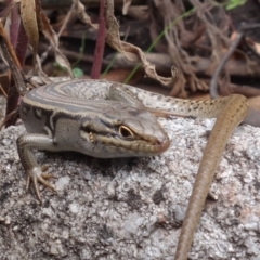 Liopholis whitii (White's Skink) at Namadgi National Park - 7 Feb 2022 by RobG1