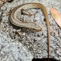 Liopholis whitii at Cotter River, ACT - 7 Feb 2022 01:36 PM