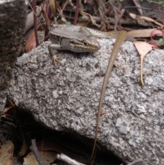 Liopholis whitii at Cotter River, ACT - 7 Feb 2022 01:36 PM