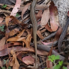 Liopholis whitii at Cotter River, ACT - 7 Feb 2022 01:36 PM