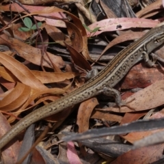 Liopholis whitii at Cotter River, ACT - 7 Feb 2022