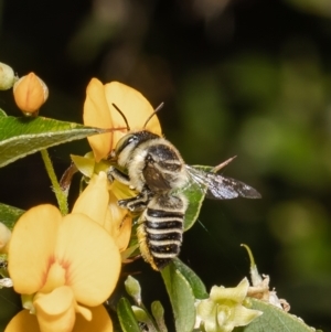 Megachile (Eutricharaea) sp. (genus & subgenus) at Acton, ACT - 14 Feb 2022 11:02 AM