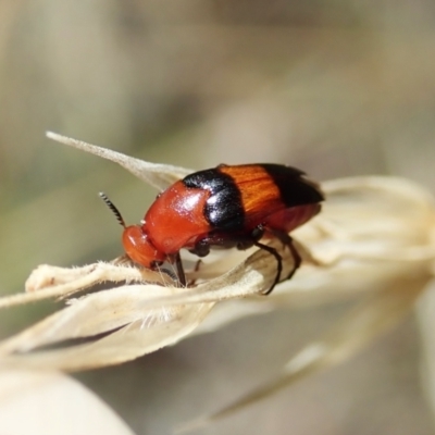 Ripiphoridae (family) (Wedge-shaped beetle) at Aranda Bushland - 11 Feb 2022 by CathB
