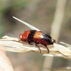 Ripiphoridae (family) at Aranda, ACT - 11 Feb 2022 12:47 PM