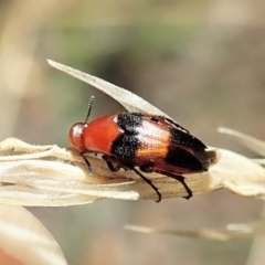 Ripiphoridae (family) at Aranda, ACT - 11 Feb 2022 12:47 PM