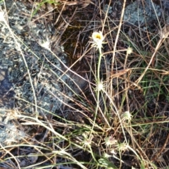 Tolpis barbata (Yellow Hawkweed) at Molonglo Valley, ACT - 13 Feb 2022 by sangio7