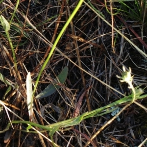 Tolpis barbata at Molonglo Valley, ACT - 14 Feb 2022