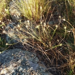 Tolpis barbata at Molonglo Valley, ACT - 14 Feb 2022