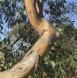 Eucalyptus stellulata at Torrens, ACT - 15 Feb 2022