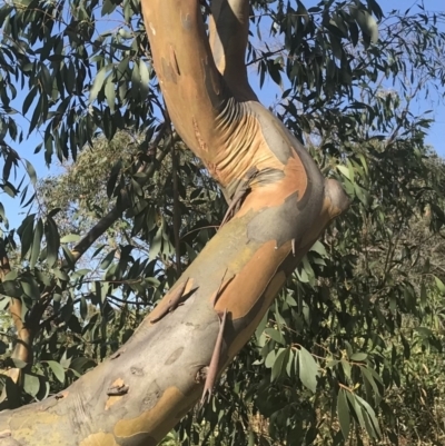Eucalyptus stellulata (Black Sally) at Torrens, ACT - 14 Feb 2022 by walter