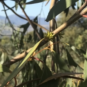 Eucalyptus stellulata at Torrens, ACT - 15 Feb 2022