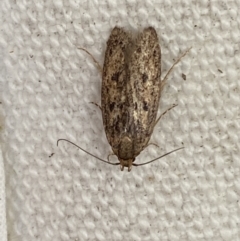 Hofmannophila pseudospretella (Brown House Moth) at Jerrabomberra, NSW - 15 Feb 2022 by SteveBorkowskis