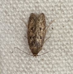 Oecophoridae (family) at Jerrabomberra, NSW - 15 Feb 2022