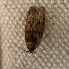 Oecophoridae (family) at Jerrabomberra, NSW - 15 Feb 2022