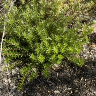 Acrotriche serrulata (Ground-berry) at Googong, NSW - 15 Feb 2022 by SteveBorkowskis