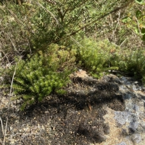 Acrotriche serrulata at Googong, NSW - 15 Feb 2022