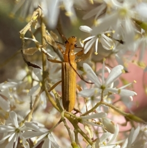 Stenoderus concolor at Googong, NSW - 15 Feb 2022 10:43 AM