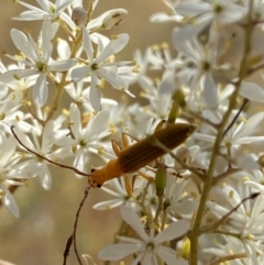 Stenoderus concolor at Googong, NSW - 15 Feb 2022 10:43 AM