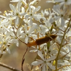 Stenoderus concolor at Googong, NSW - 15 Feb 2022 10:43 AM