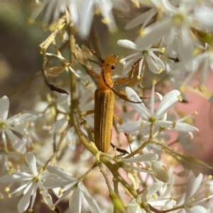 Stenoderus concolor at Googong, NSW - 15 Feb 2022 10:43 AM