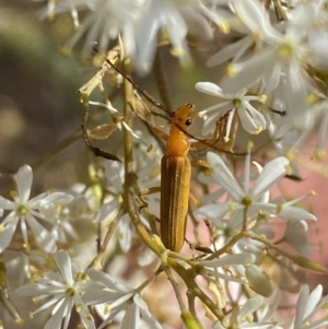 Stenoderus concolor at Googong, NSW - 15 Feb 2022 10:43 AM