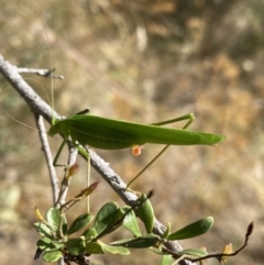 Polichne parvicauda (Short-tailed Polichne) at Googong Foreshore - 14 Feb 2022 by Steve_Bok