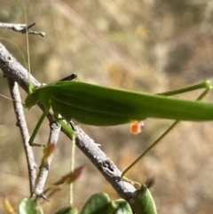 Polichne parvicauda at Googong, NSW - 15 Feb 2022 10:25 AM