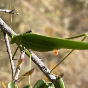 Polichne parvicauda at Googong, NSW - 15 Feb 2022