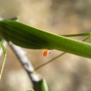 Polichne parvicauda at Googong, NSW - 15 Feb 2022