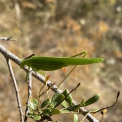 Polichne parvicauda at Googong, NSW - 15 Feb 2022